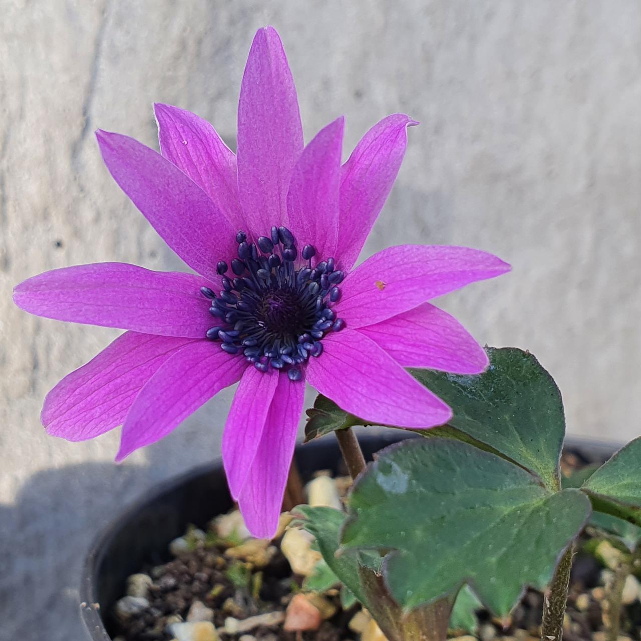 Anemone hortensis plant