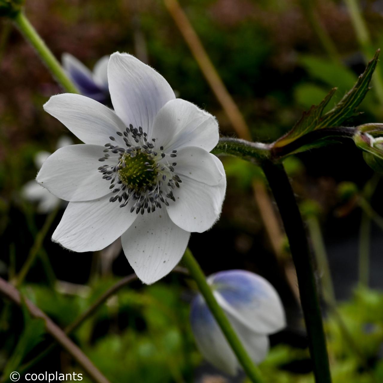 Anemone leveillei plant