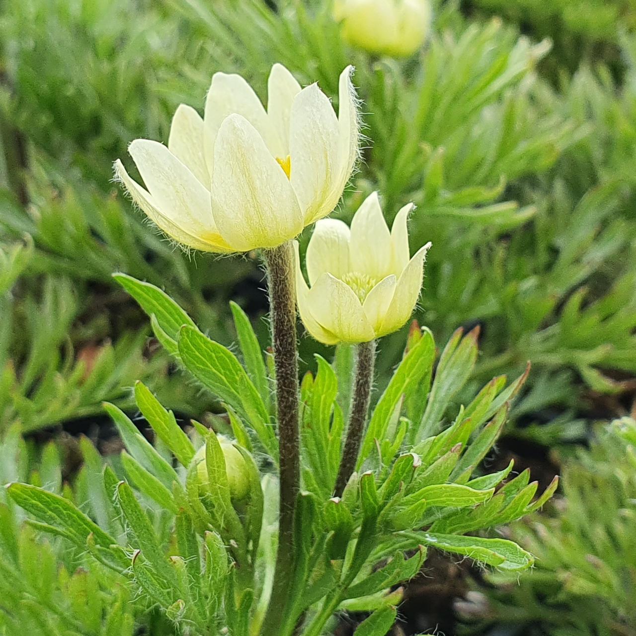 Anemone multifida 'Compacta' plant