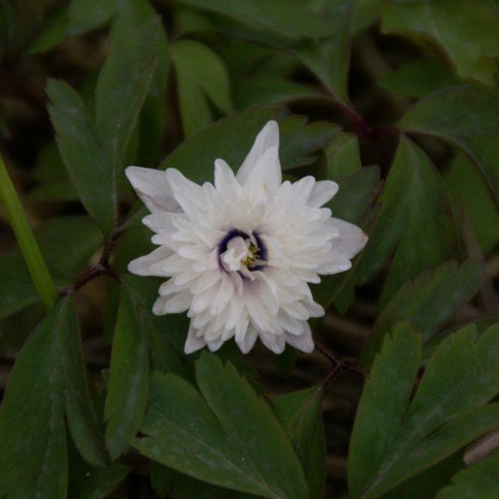 Anemone nemorosa 'Blue Eyes' plant