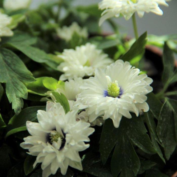 Anemone nemorosa 'Blue Eyes' plant