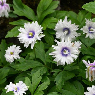 anemone-nemorosa-blue-eyes