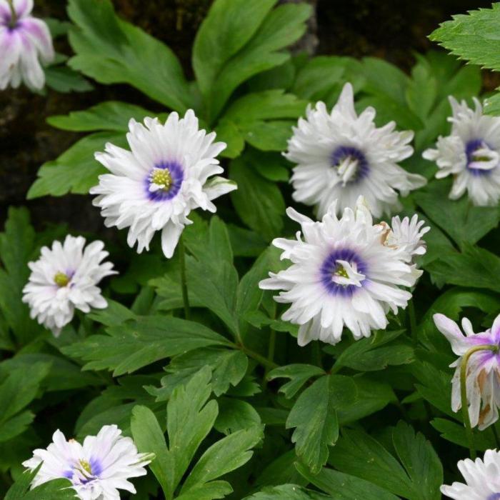 Anemone nemorosa 'Blue Eyes' plant