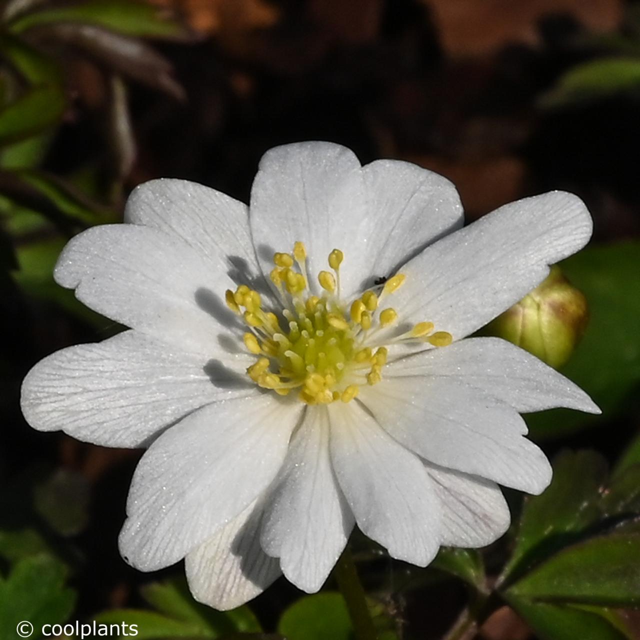 Anemone nemorosa 'Hilda' plant