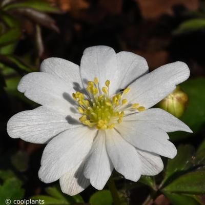 anemone-nemorosa-hilda