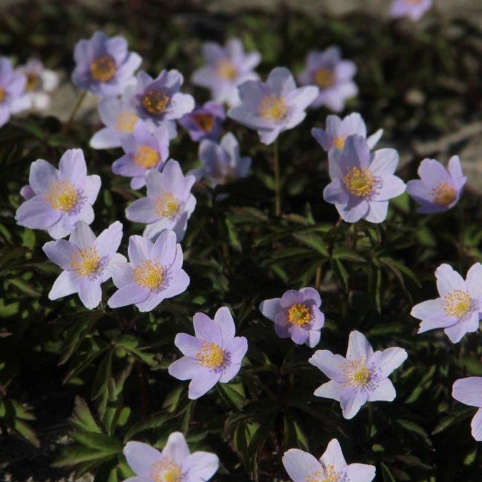 Anemone nemorosa 'Robinsoniana' plant