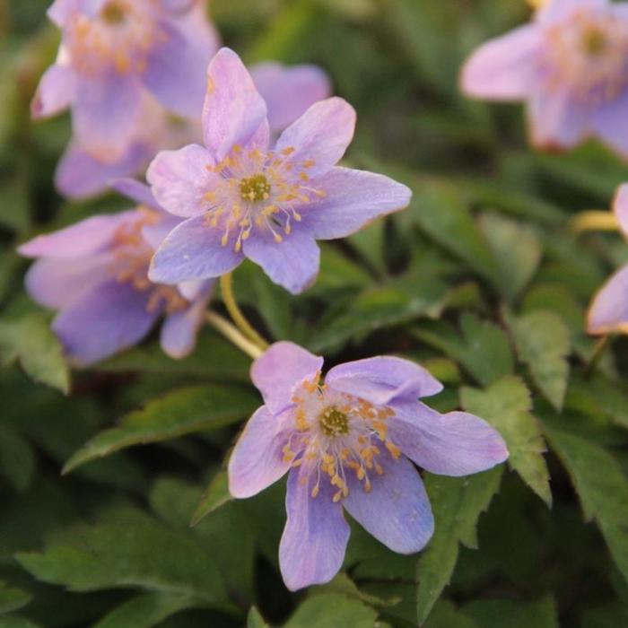 Anemone nemorosa 'Robinsoniana' plant