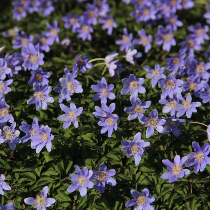 Anemone nemorosa 'Royal Blue' plant