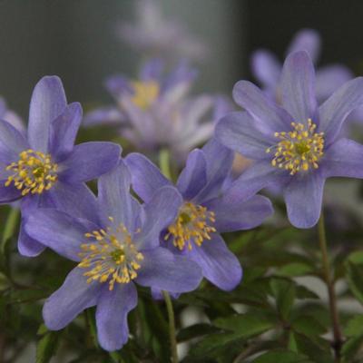 anemone-nemorosa-royal-blue