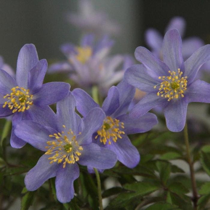 Anemone nemorosa 'Royal Blue' plant