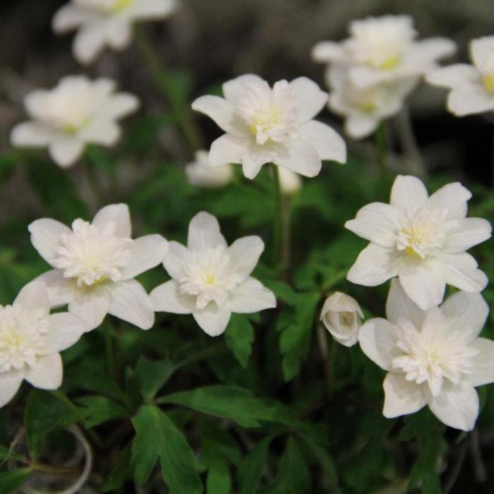 Anemone nemorosa 'Vestal' plant