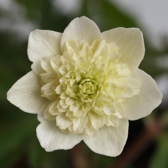 Anemone nemorosa 'Vestal' plant