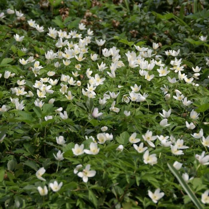 Anemone nemorosa plant