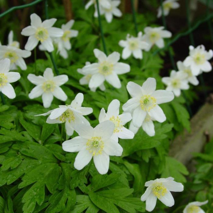 Anemone nemorosa plant