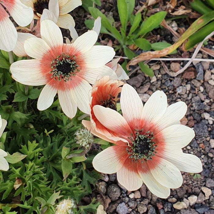 Anemone pavonina plant