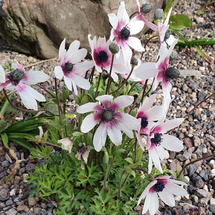 Anemone pavonina plant