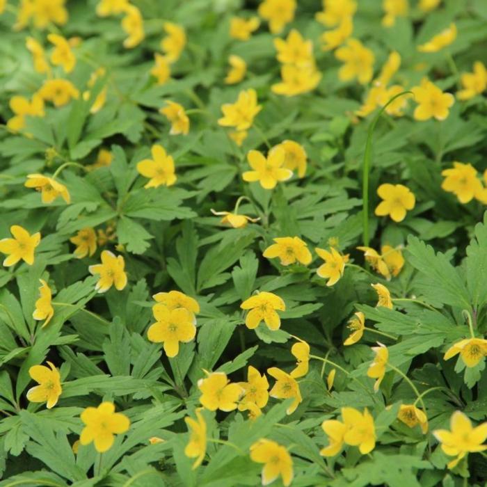 Anemone ranunculoides plant