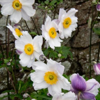 anemone-ruffled-swan