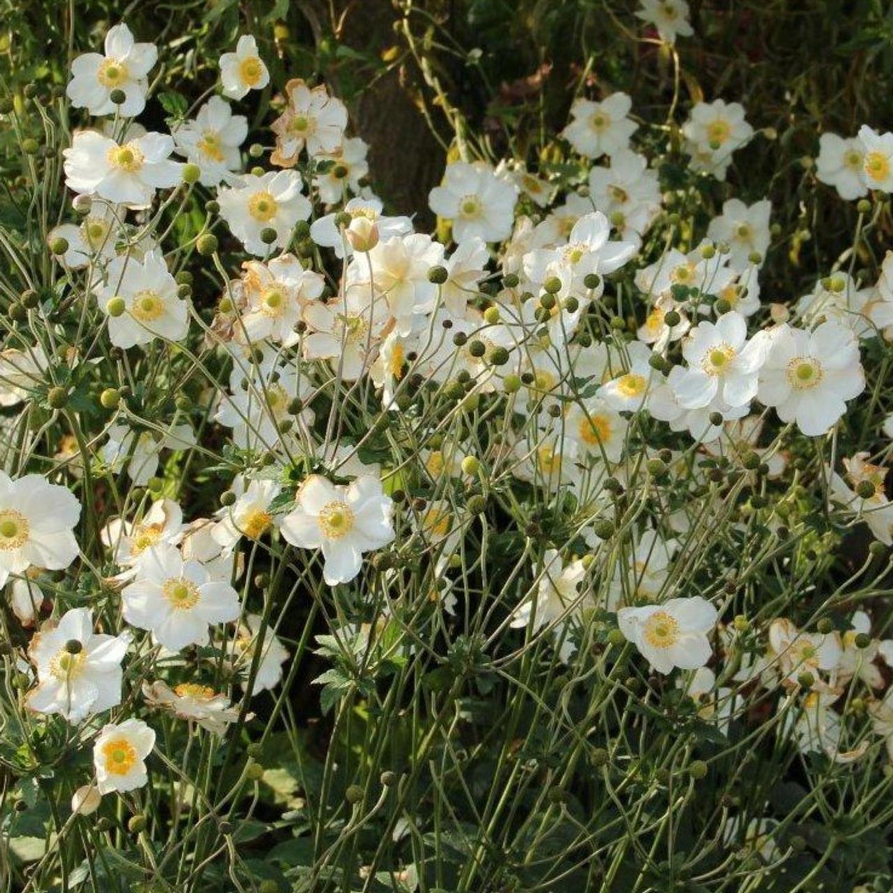 Anemone x hybrida 'Honorine Jobert' plant