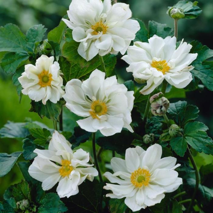 Anemone x hybrida 'Whirlwind' plant