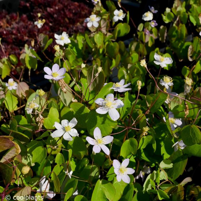 Anemonella thalictroides f. rosea plant