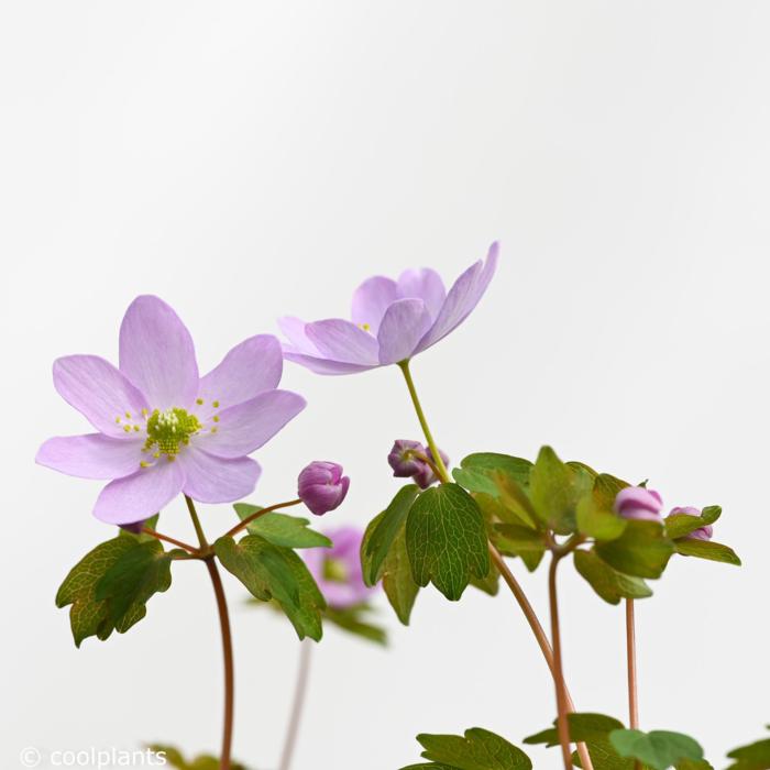 Anemonella thalictroides f. rosea plant