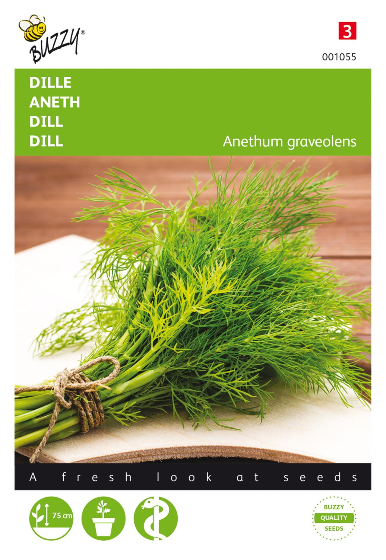 Anethum graveolens plant