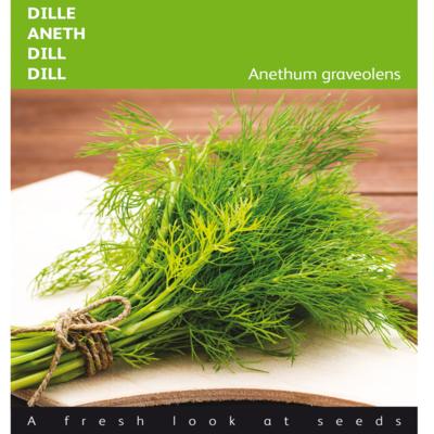 anethum-graveolens