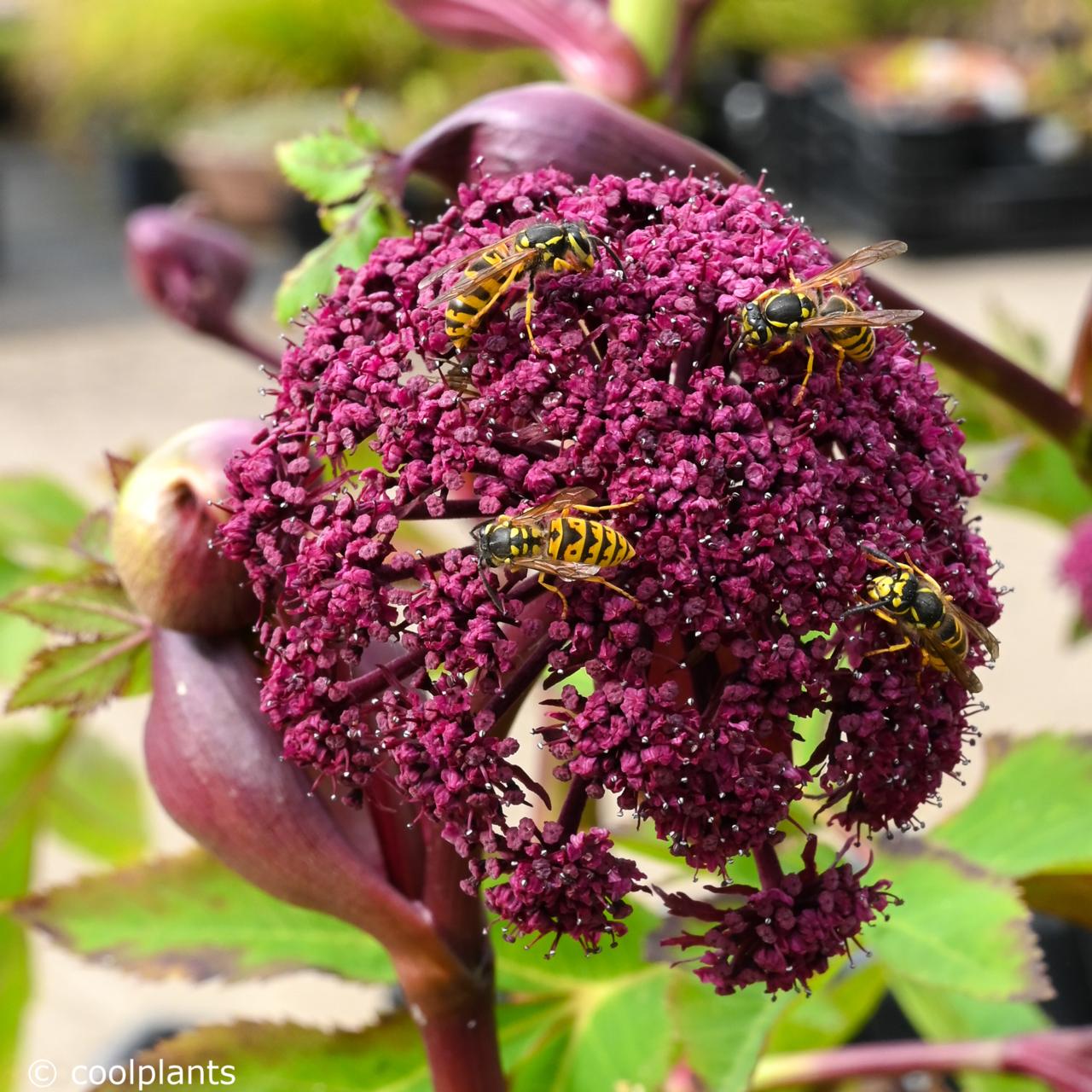 Angelica gigas plant