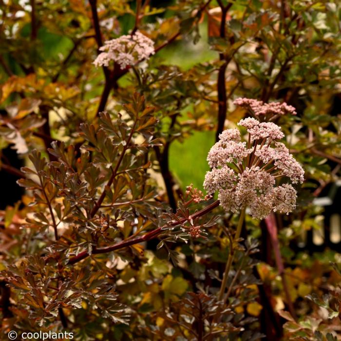 Angelica sp. (ex Portugal) plant