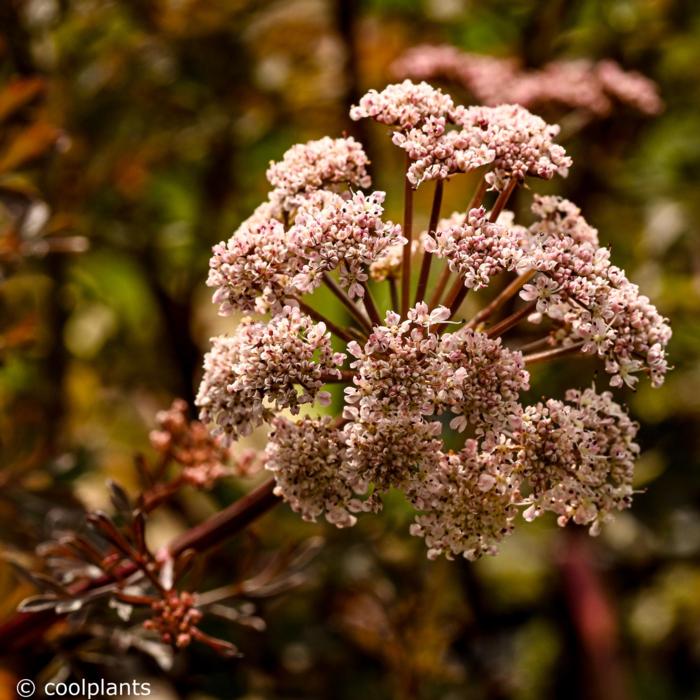 Angelica sp. (ex Portugal) plant