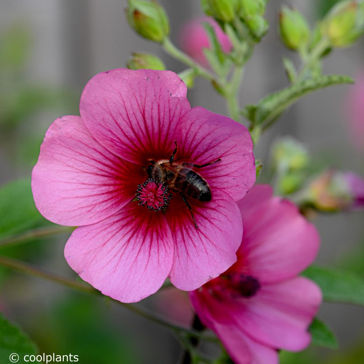 Anisodontea 'El Rayo' - buy plants at Coolplants