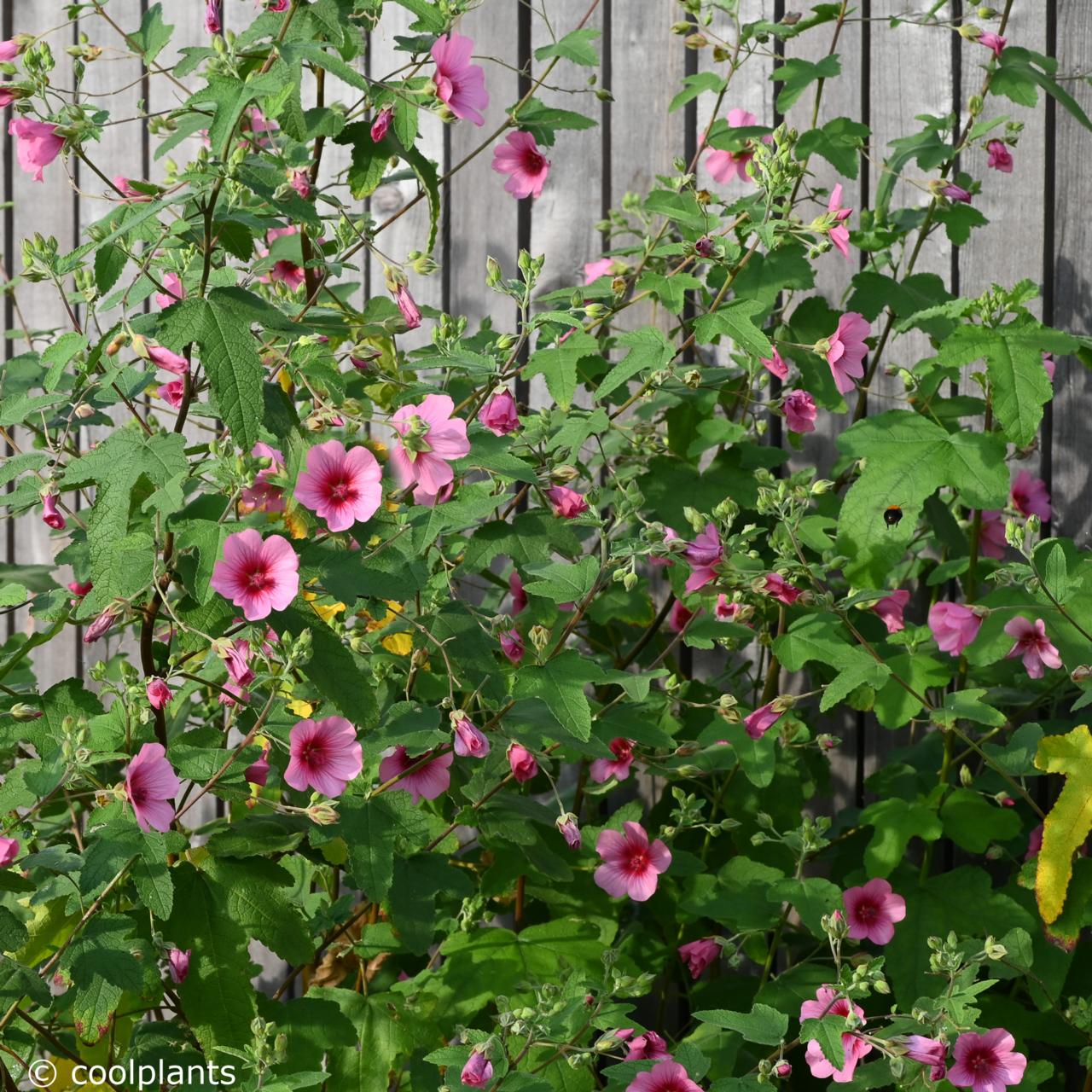 Anisodontea 'El Rayo' - buy plants at Coolplants