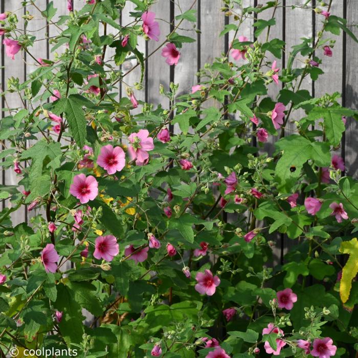 Anisodontea 'El Rayo' plant