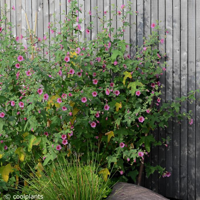 Anisodontea 'El Rayo' plant