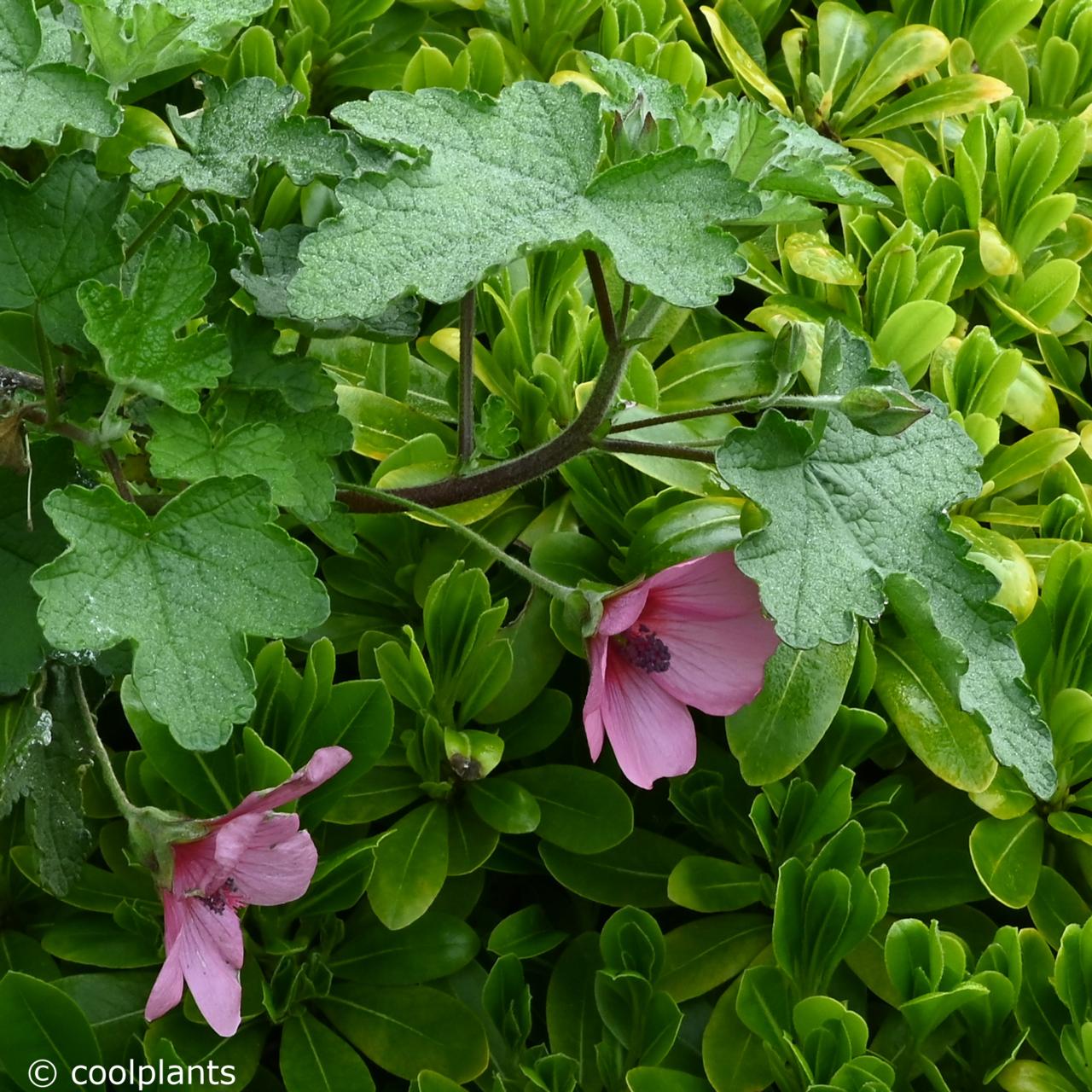 Anisodontea 'El Rayo' - buy plants at Coolplants