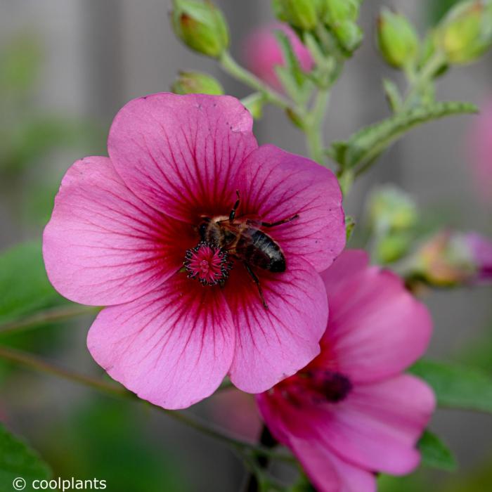 Anisodontea 'El Rayo' plant