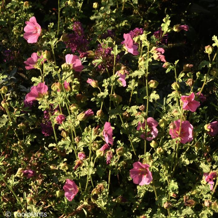 Anisodontea scabrosa 'Large Red' plant