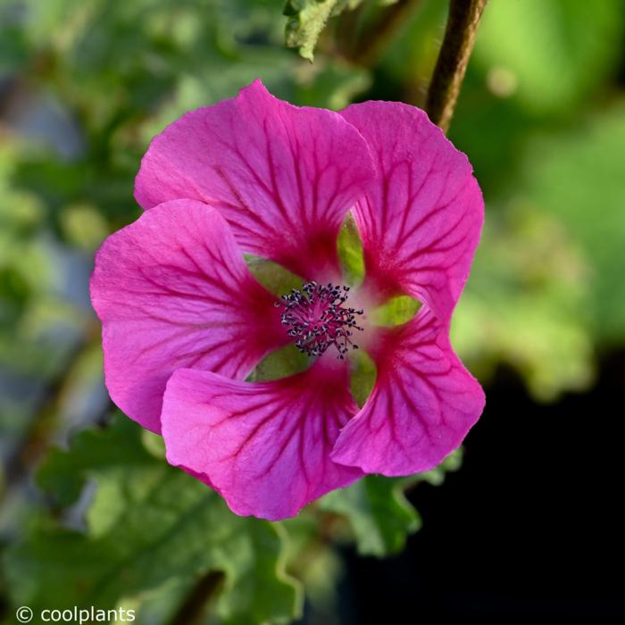 Anisodontea scabrosa 'Large Red' plant