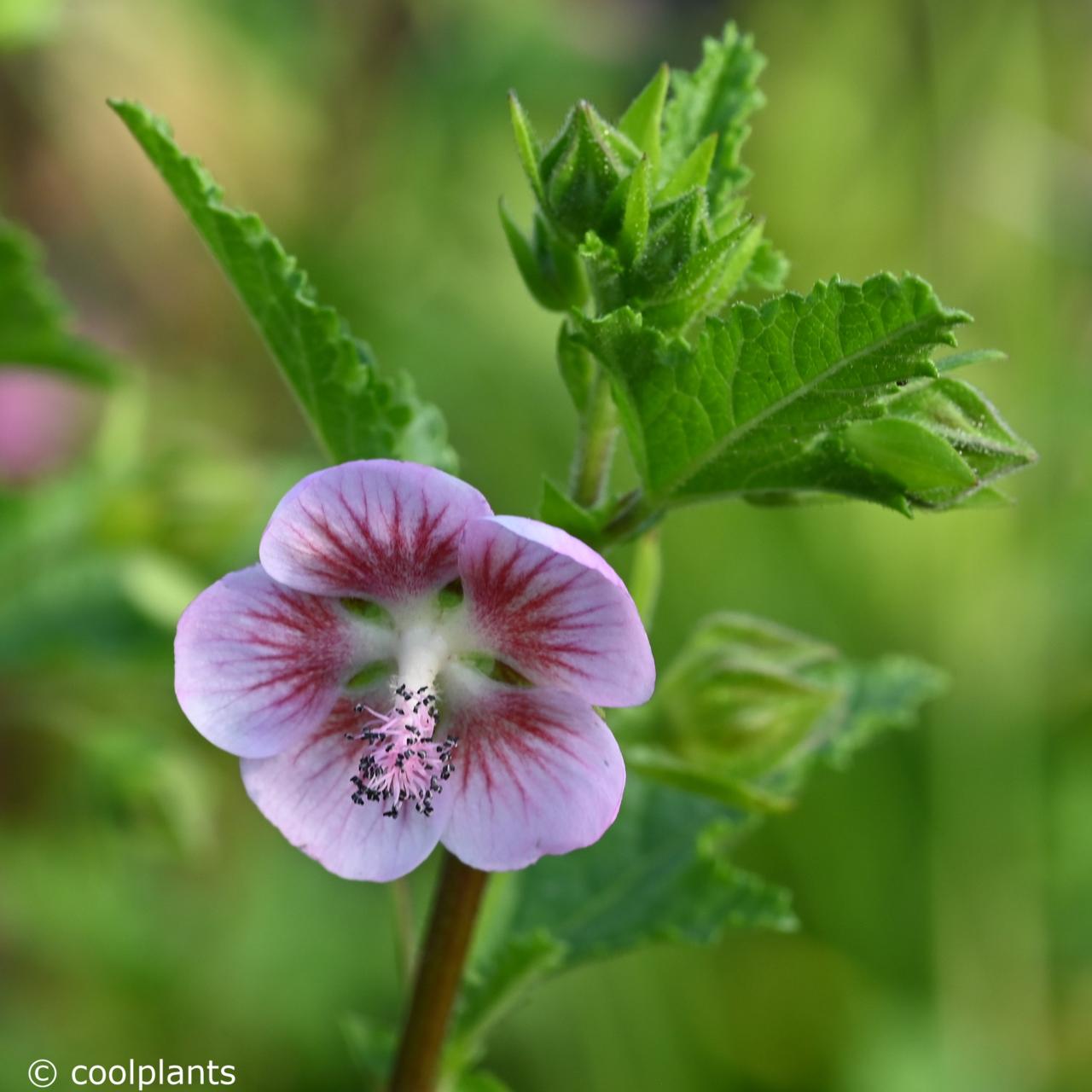 Anisodontea scabrosa 'Miss Pinky' plant