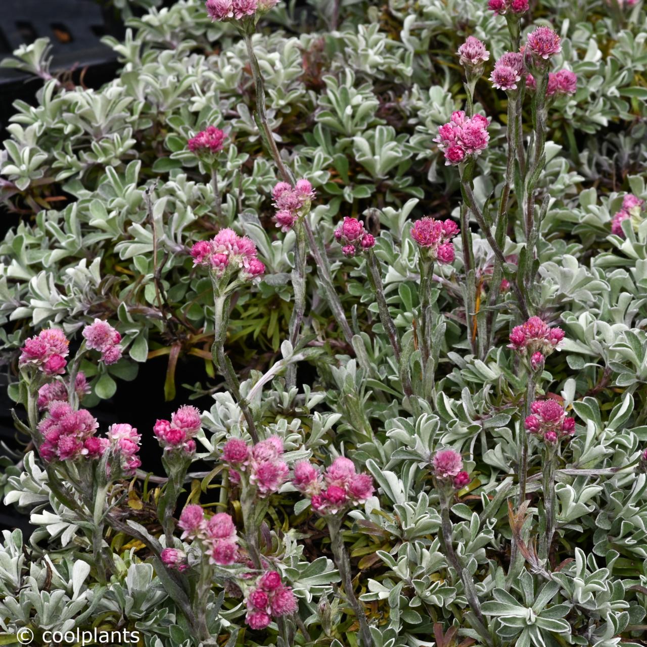 Antennaria dioica 'Rotes Wunder' plant