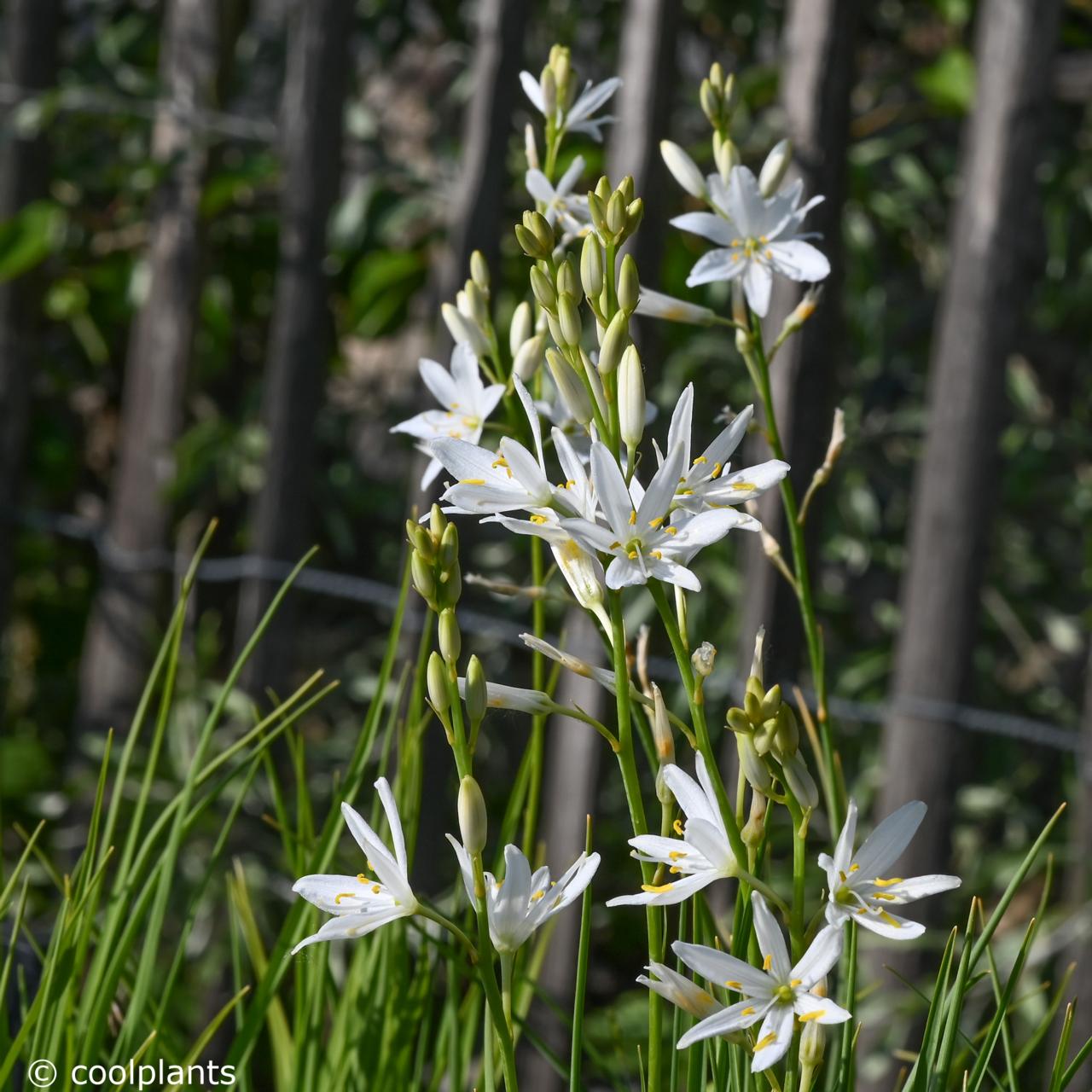 Anthericum liliago plant