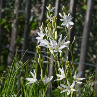 anthericum-liliago