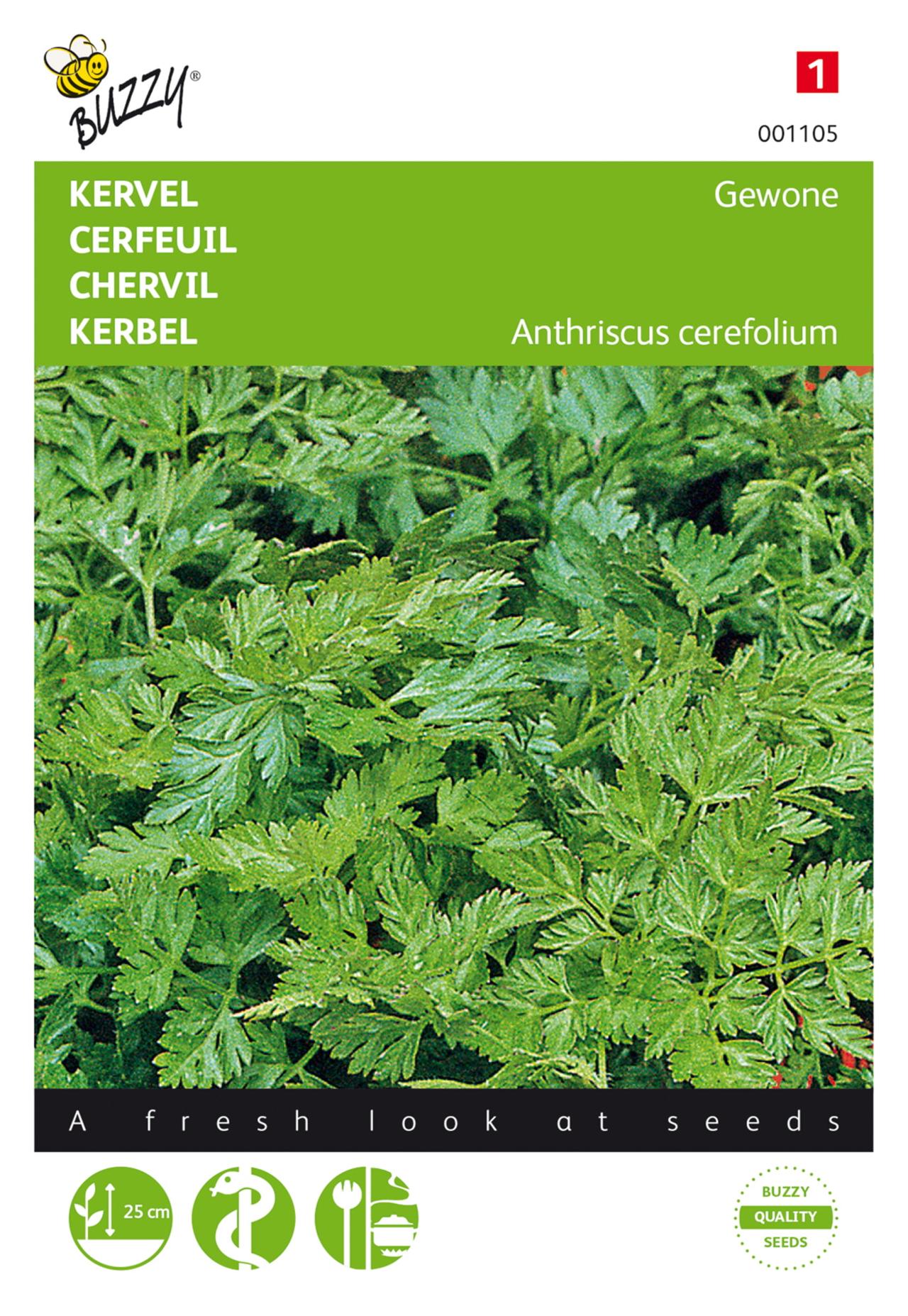 Anthriscus cerefolium plant