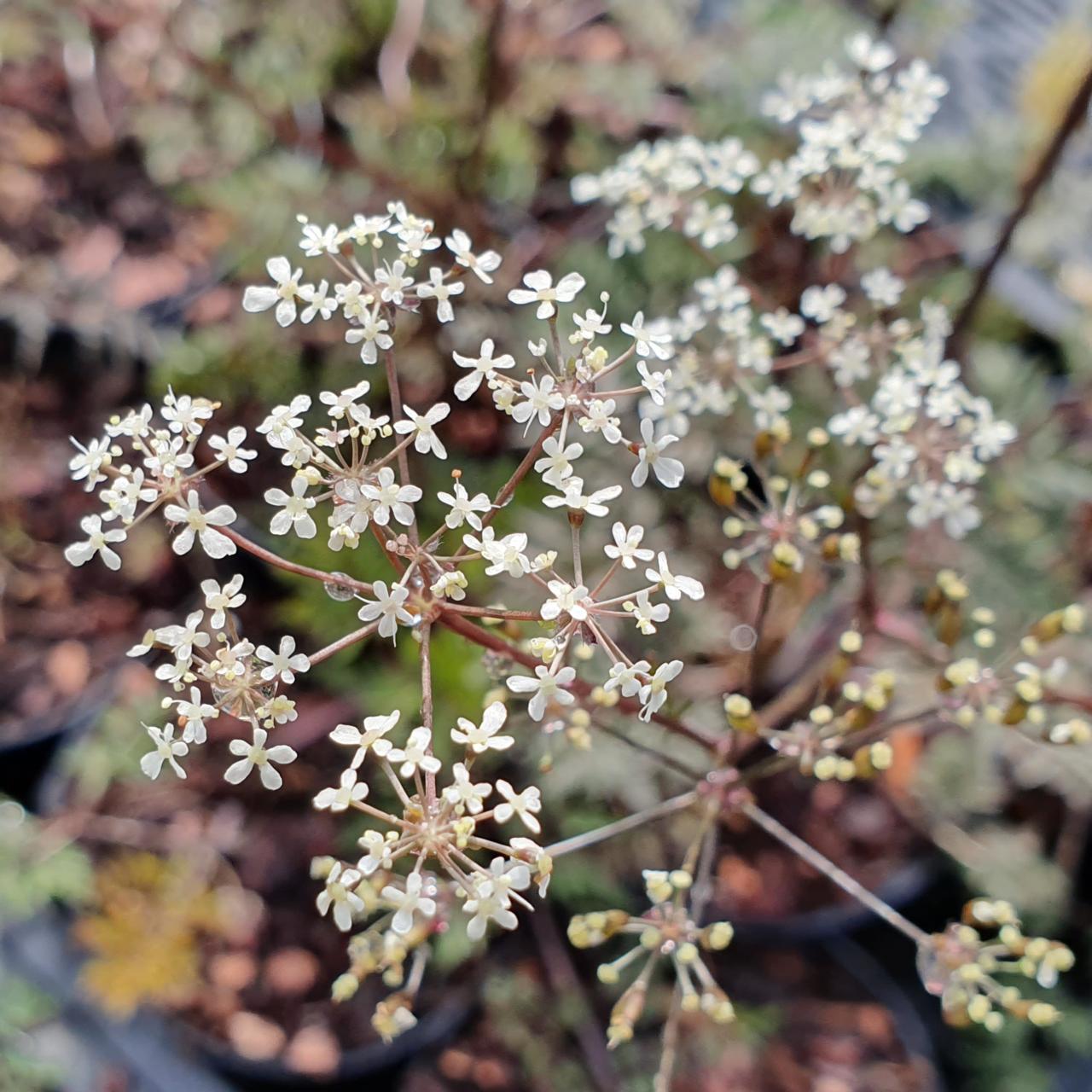 Anthriscus sylvestris 'Ravenswing' plant