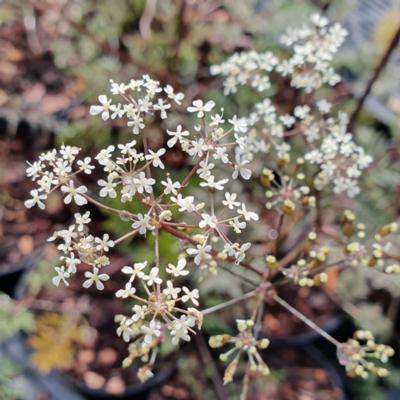 anthriscus-sylvestris-ravens-wing