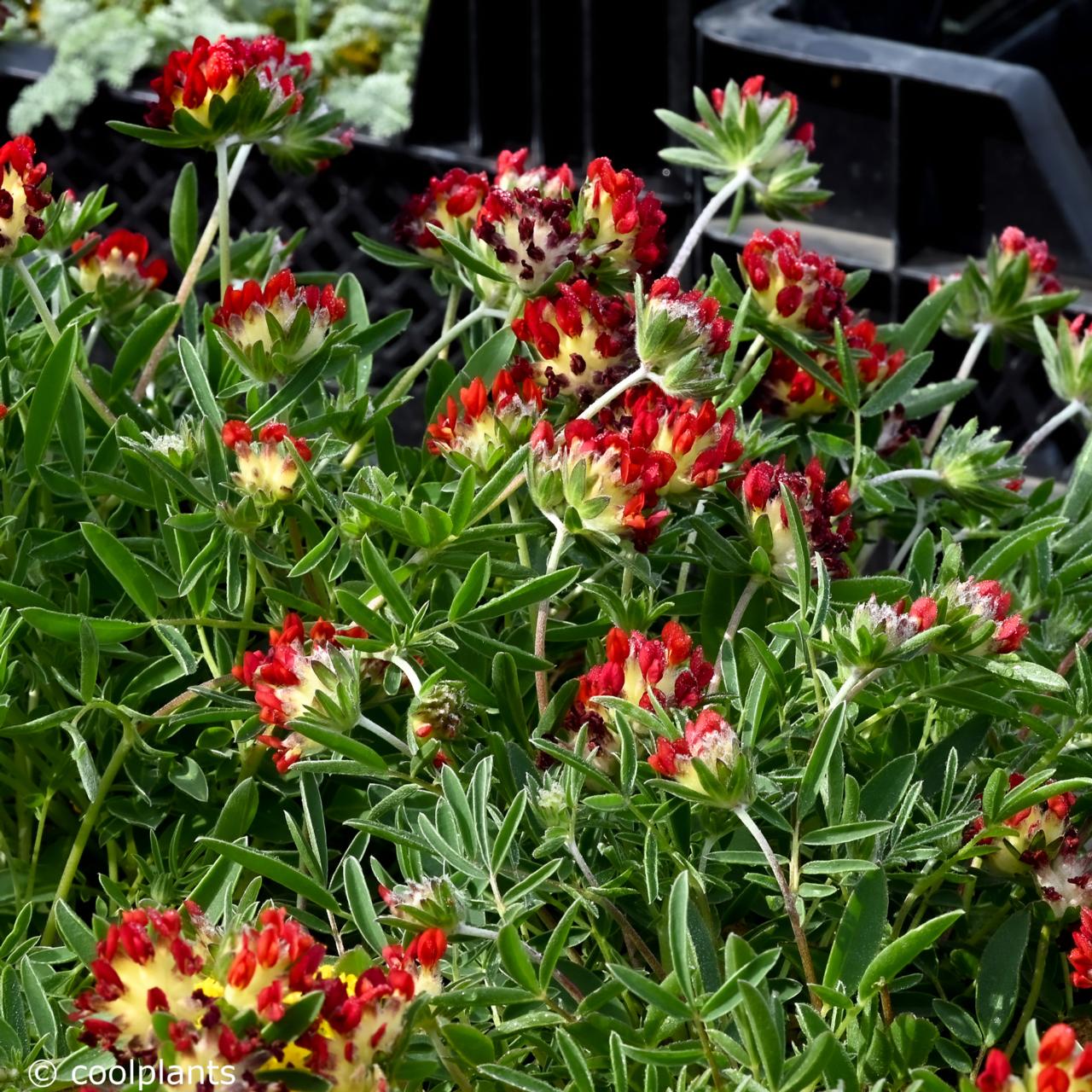 Anthyllis vulneraria var. coccinea plant