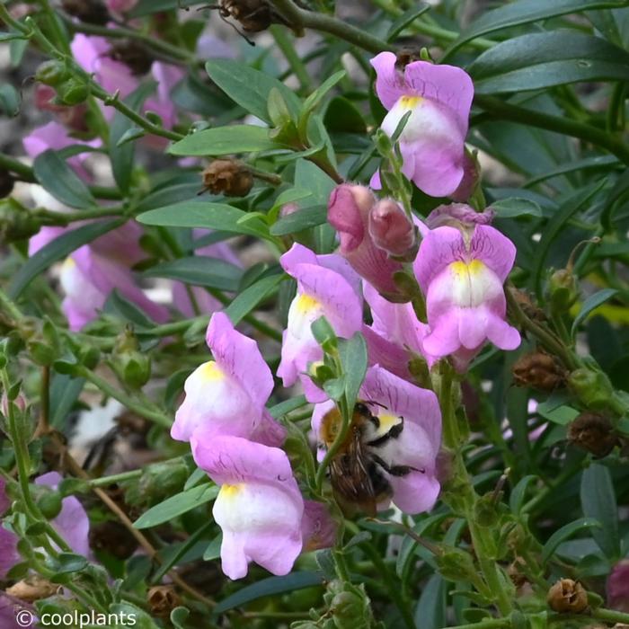 Antirrhinum majus 'Pretty in Pink' plant