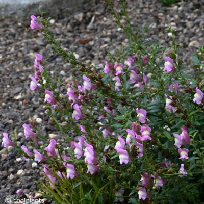 antirrhinum-majus-pretty-in-pink