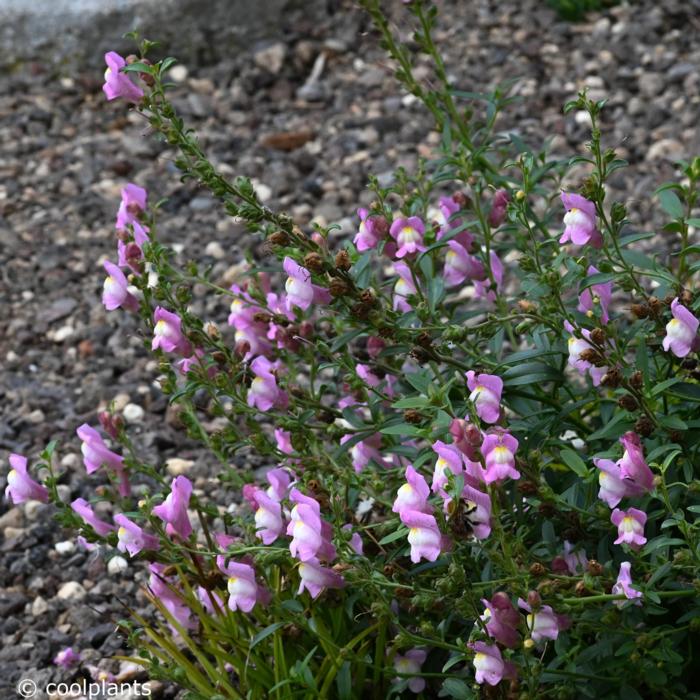 Antirrhinum majus 'Pretty in Pink' plant